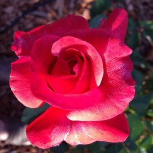 Meet your Posher, Janine